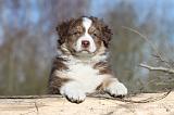 BERGER AUSTRALIEN PUPPIES 293